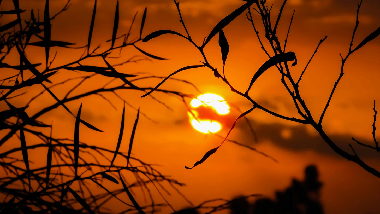 A closeup silhouette of grass during golden hour, the sun and it's orange light shining through.
