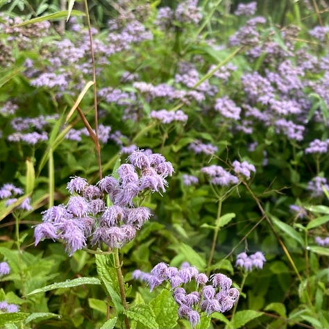 three photos of wildflowers, as described in caption