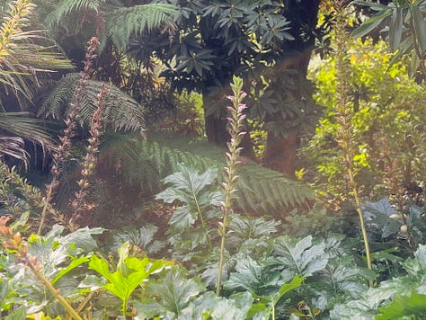 Three photographs from the Lost Gardens of Heligan, Cornwall. Images by Bee Lilyjones: a subtropical understorey of tree ferns and silvery acanthus in dappled light; a slate path passing beneath an arching tree trunk beside a tall tree fern; and a close-up of ruffled bracket fungi clustered on a lichen-covered log.