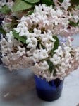 viburnum coming home
