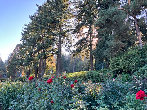 Roses, trees, and Portland International Rose Test Garden