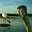 The Dancing Crane's avatar