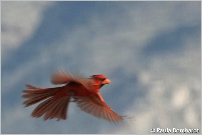 Northern Cardinal in Flight