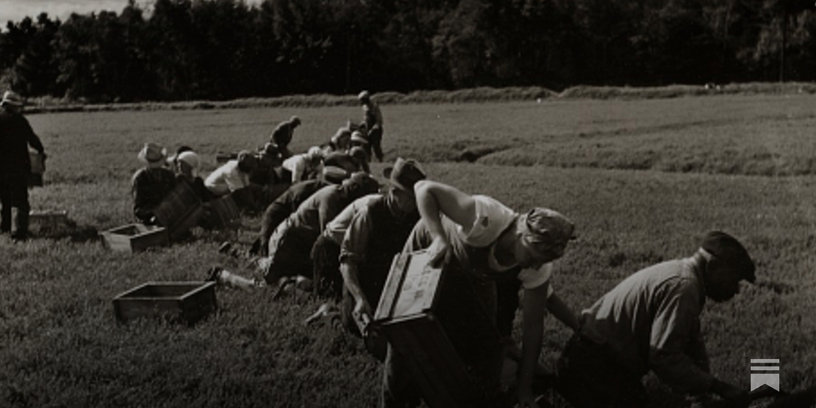 Seasons of Strife: The Cranberry Strikes of the 1930s, image size:1600x800
