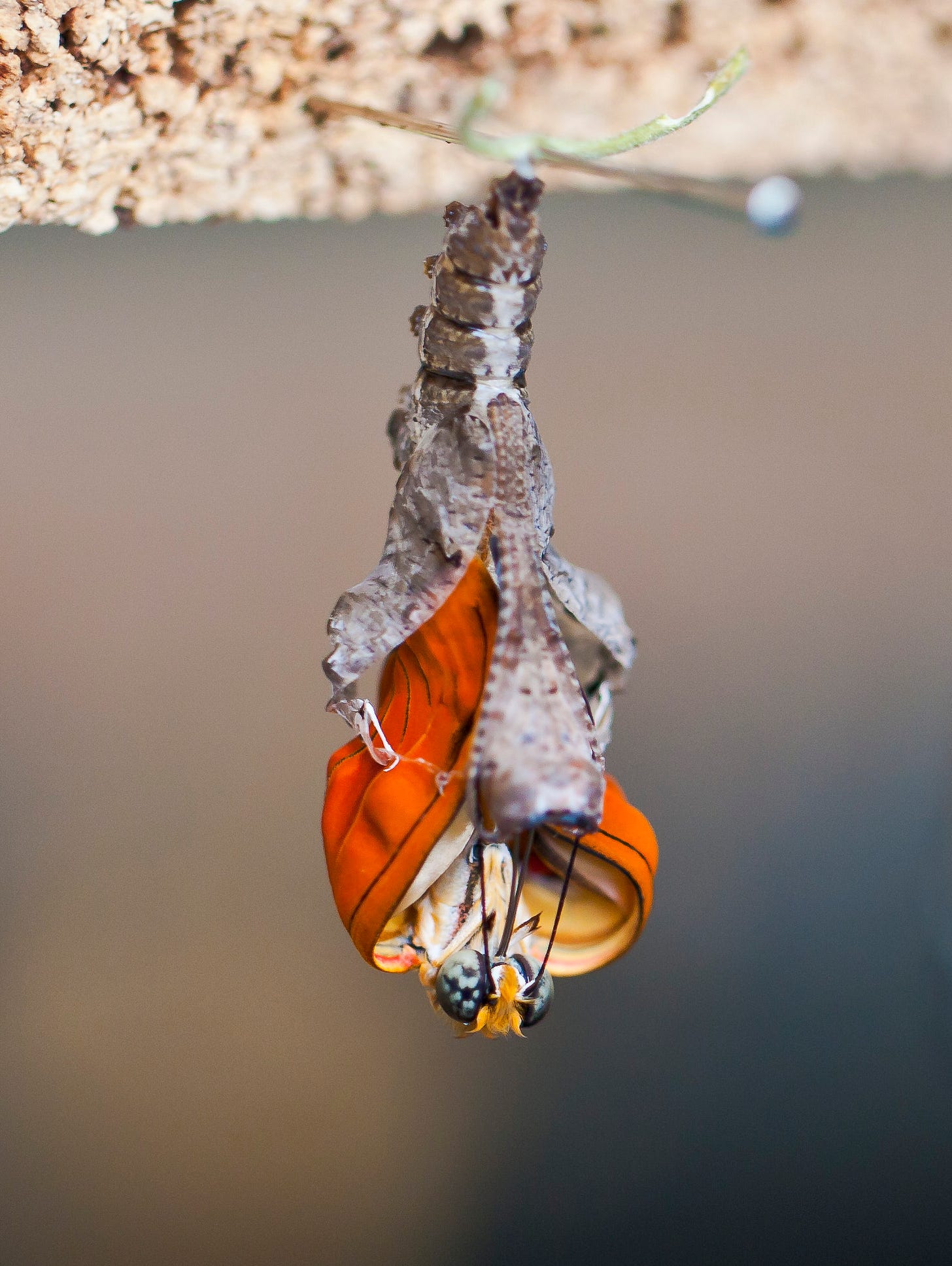 This image depicts the emergence of a Julia butterfly (Dryas iulia) from its chrysalis