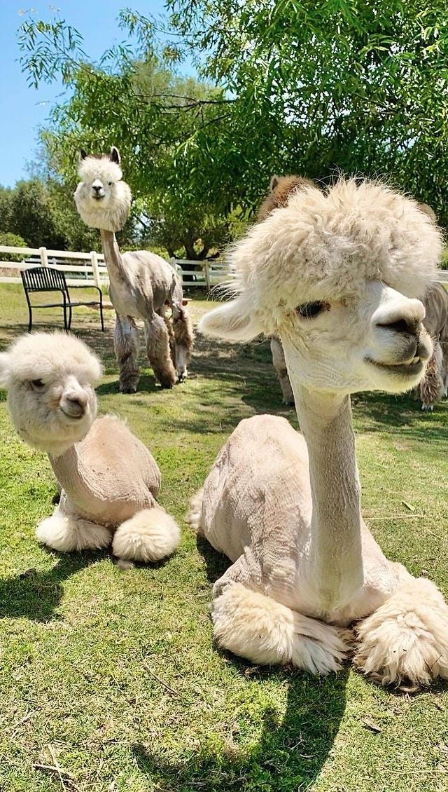 Canzelle Alpacas | Alpaca Farm Tours
