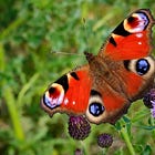 Felicity Ditched the Office for an Outdoor Life in Scotland