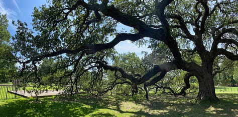 Three photos of a live oak tree with convoluted branches