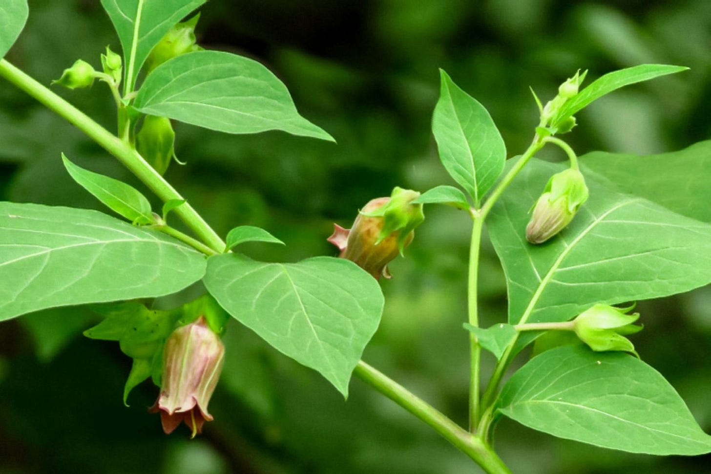 Deadly Nightshade (Belladonna): Toxicity, Appearance, and Removal