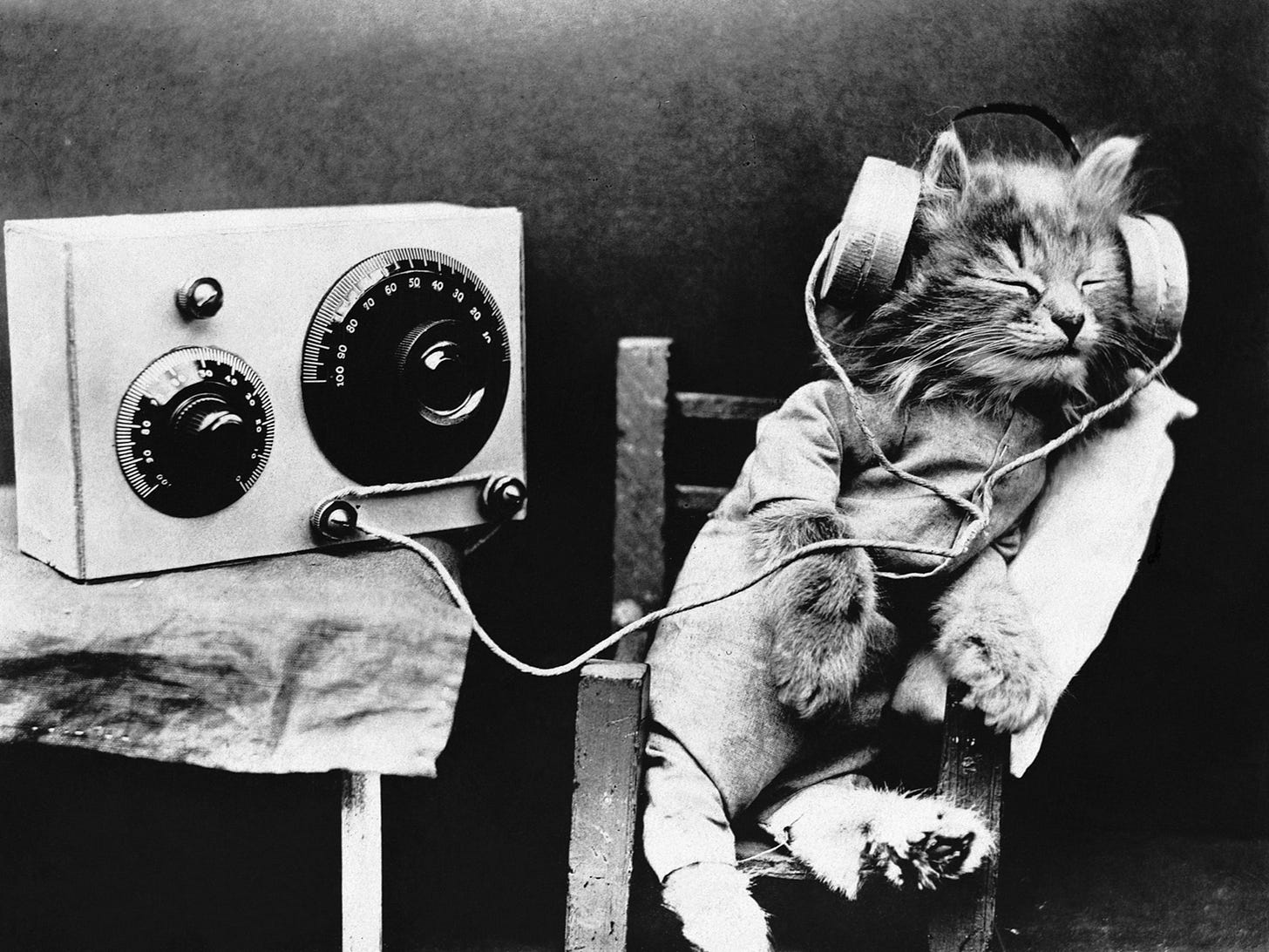 Listen: Why Scientists Have Created Music Just for Cats | National  Geographic