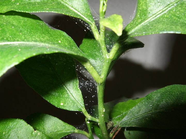 On the left is the image of a two spotted spider mite, it is pale with a black spot on each side of its body. On the right is a lemon tree infested with spider mites, showing the web and pale spots caused by feeding damage.