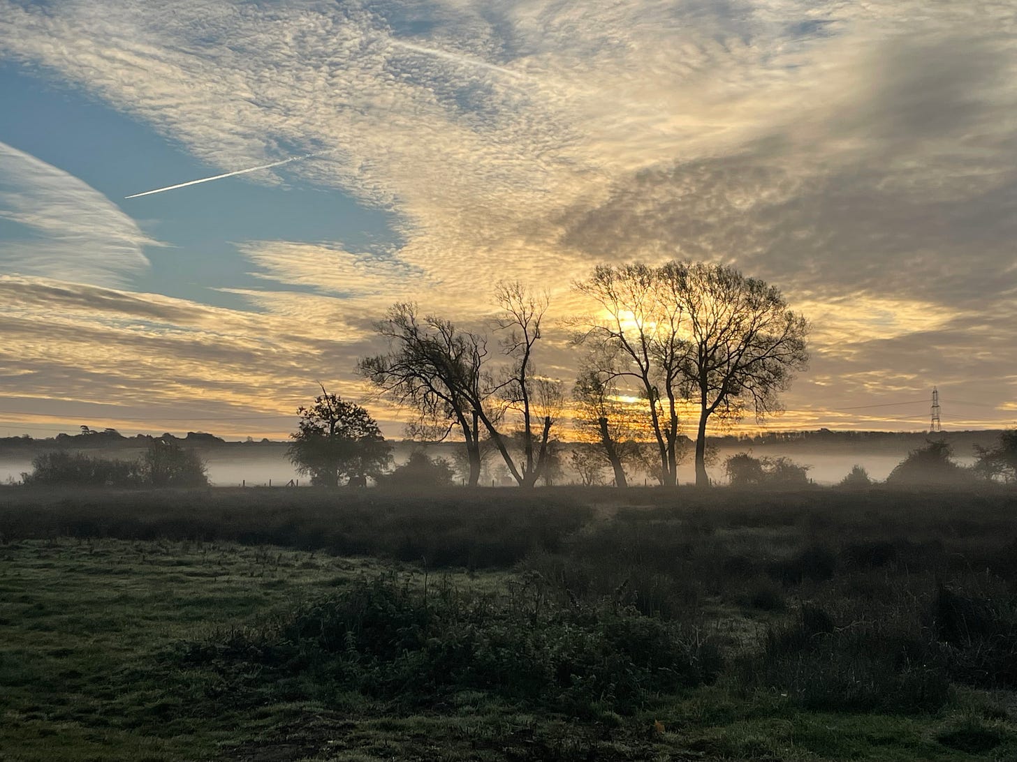 silhouetted trees against speckled white cloud sky