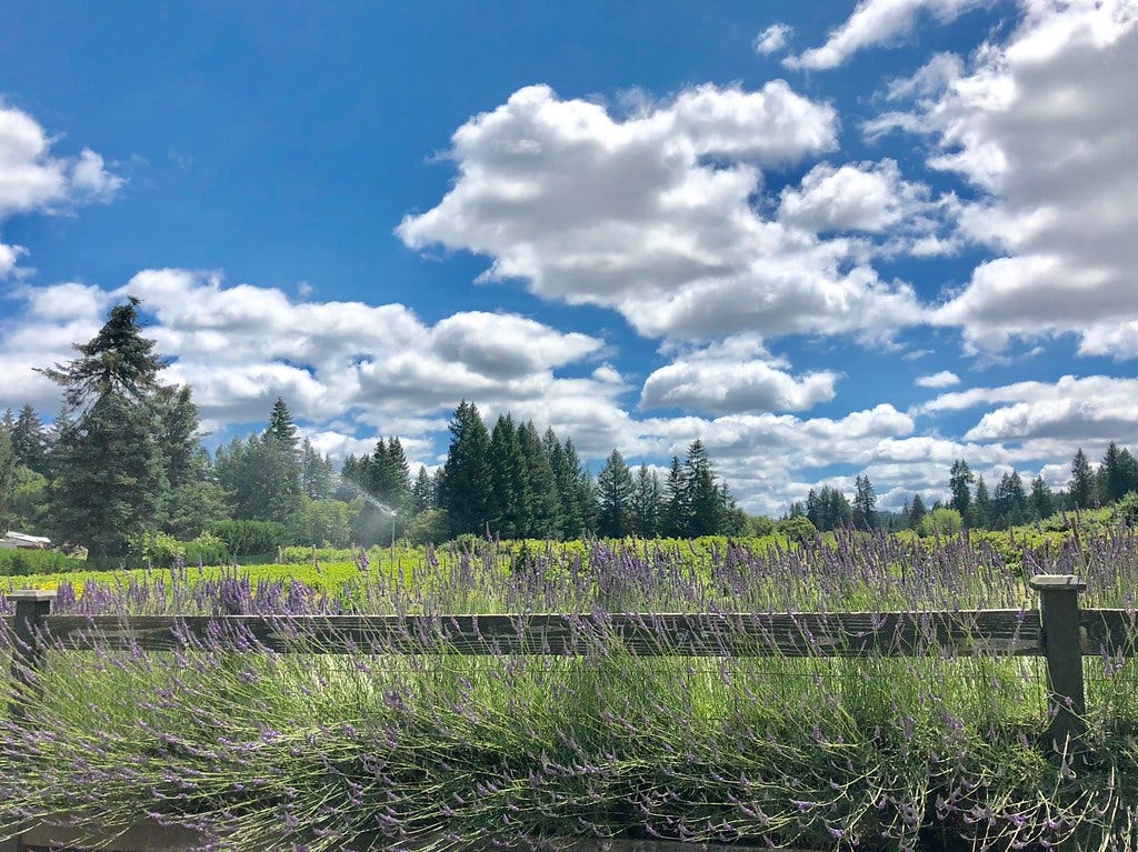Scholls, Oregon. June 2018