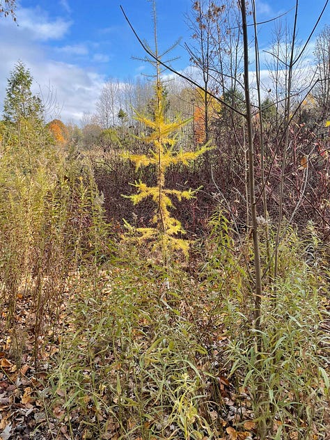 pictures of tree swallow houses among goldenrodd and yellow trees, then a young larch turning gold, and finally a picture of the canopy, mostly yellows.