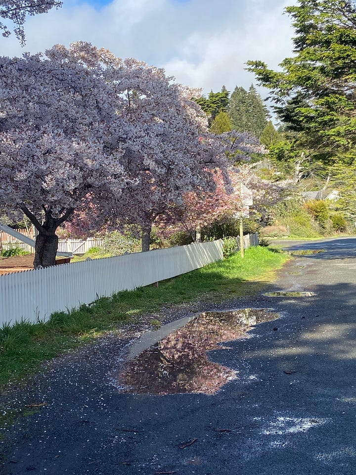 two photos side by side: one of a small pink rose, and one of cherry blossom trees behind a white fence with a reflection of their flowers in a puddle below them