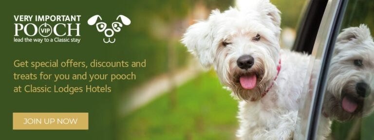 A banner from a hotel website, offering a welcome to dogs, a cute white terrier leans out of a car window. A banner from a hotel website, offering a welcome to dogs, a cute white terrier leans out of a car window.