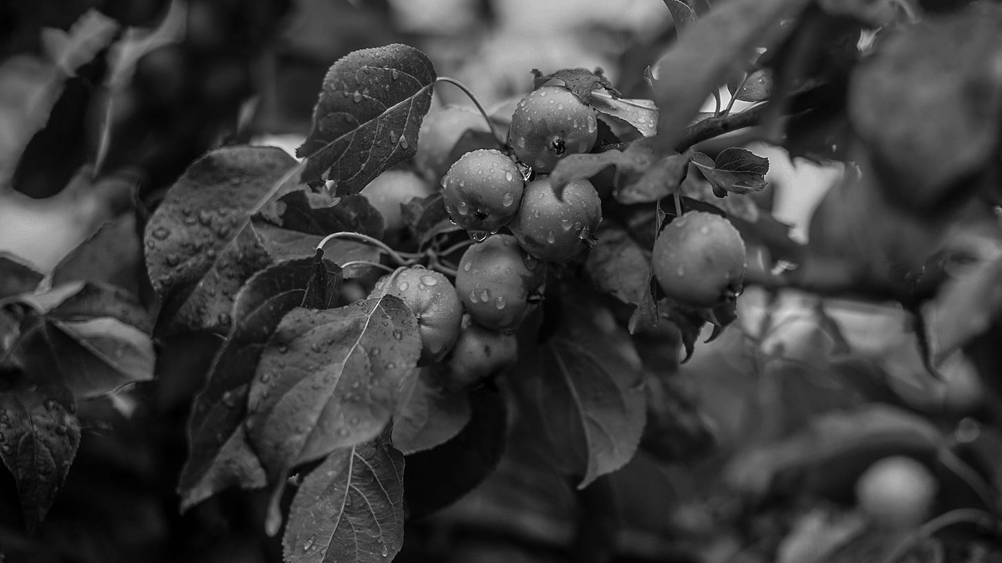 Apples still on the tree after it rained