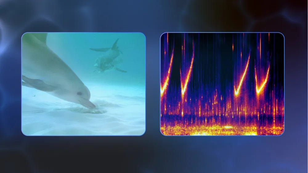 A split image: left, a dolphin touching the sandy seabed underwater; right, a spectrogram with bright vertical streaks indicating high-frequency sounds.