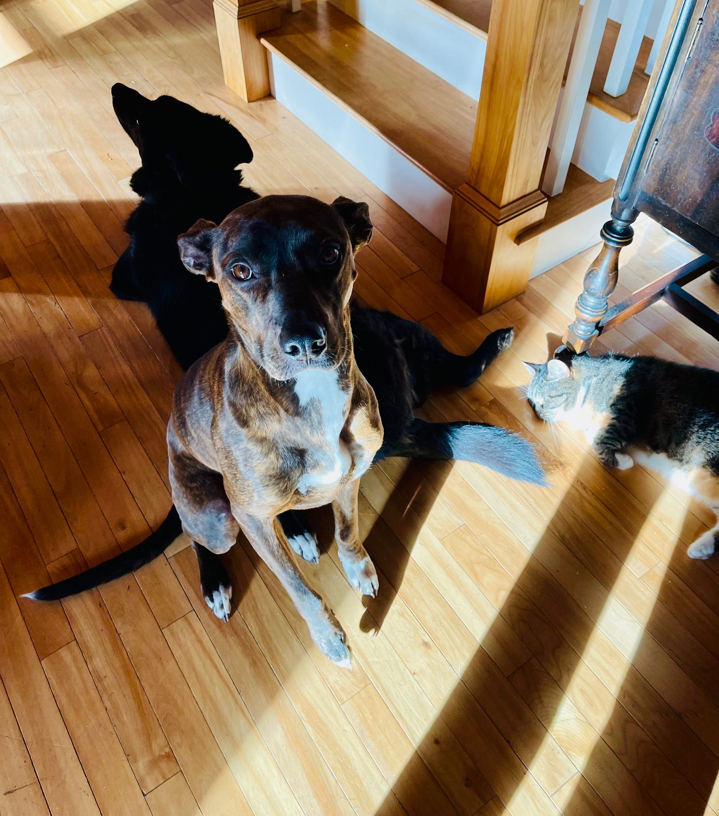 dog sitting, dog behind her, cat conked out on floor