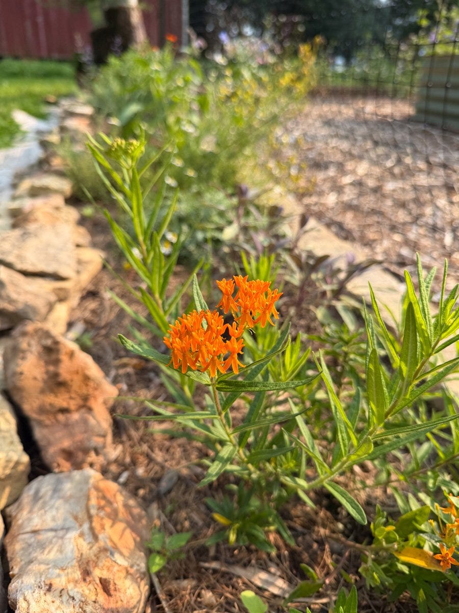 orange butterfly weed blooming in a rock-lined garden bed