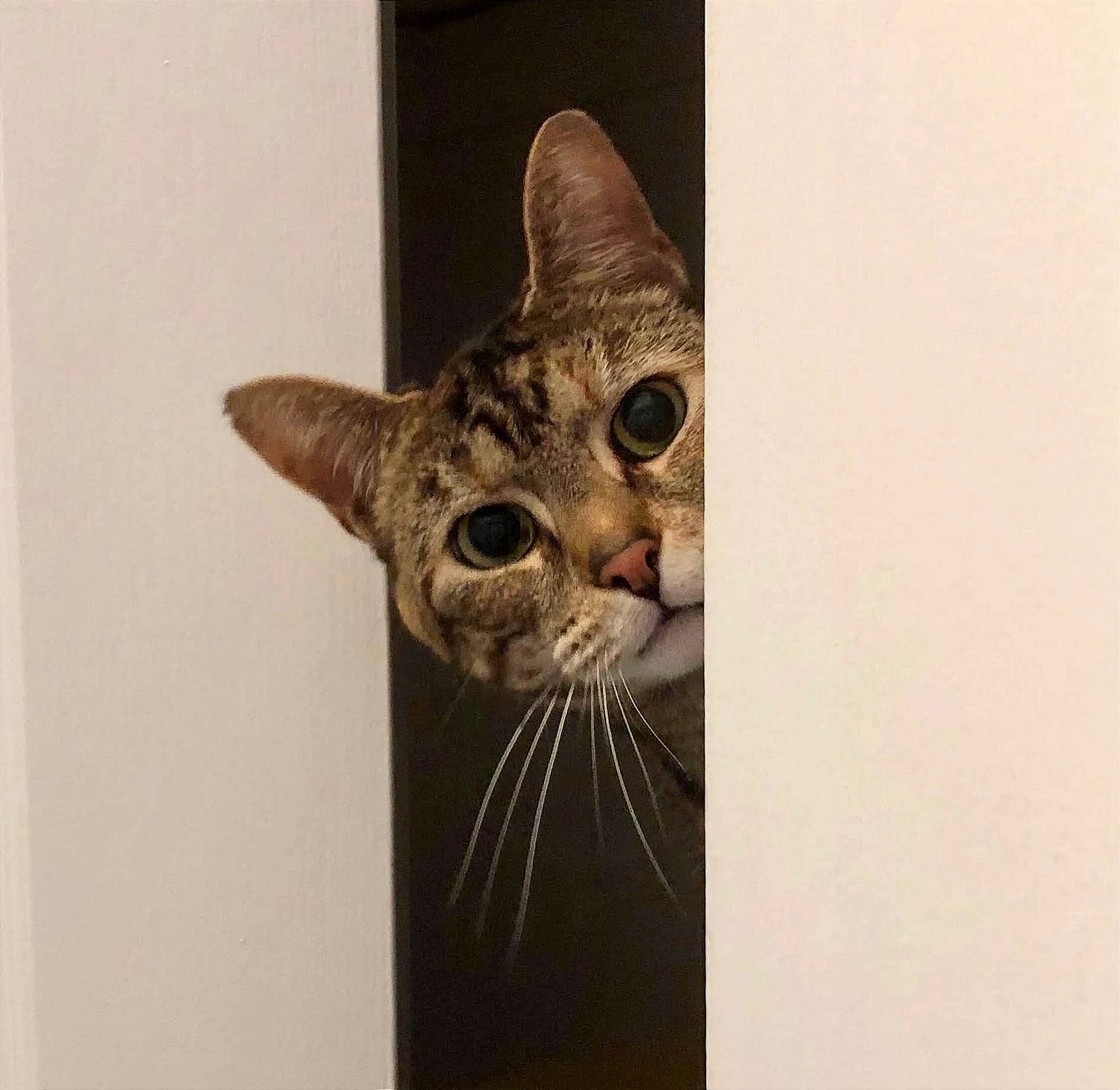 May be an image of cat May be an image of cat