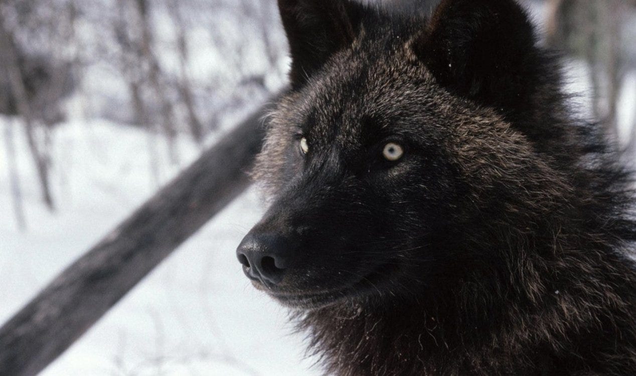 Análise de DNA sugere que lobos-terríveis podem não ter sido realmente lobos. Análise de DNA sugere que lobos-terríveis podem não ter sido realmente lobos.
