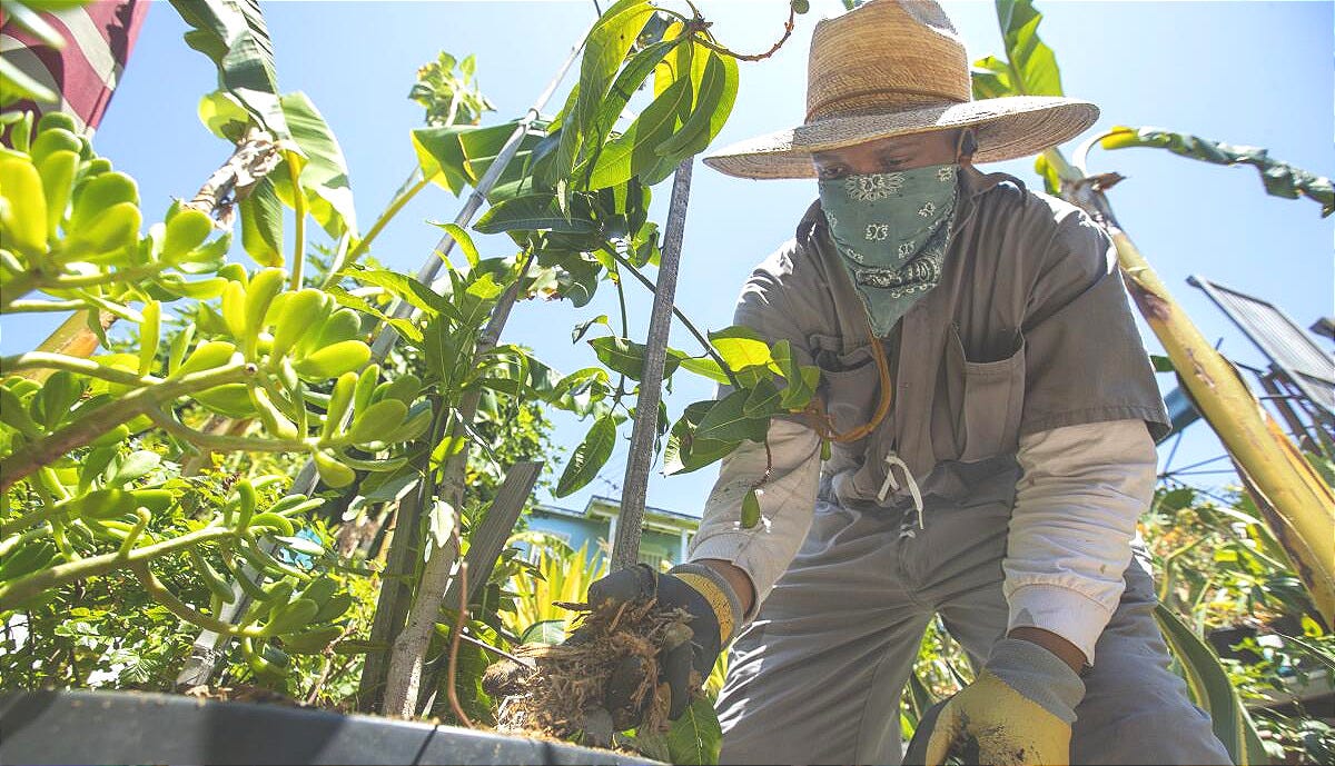 Gangsta Gardener Ron Finley swears by growing your own food - Los Angeles  Times