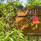 Éducation - Planifier, planter et documenter un jardin de semences