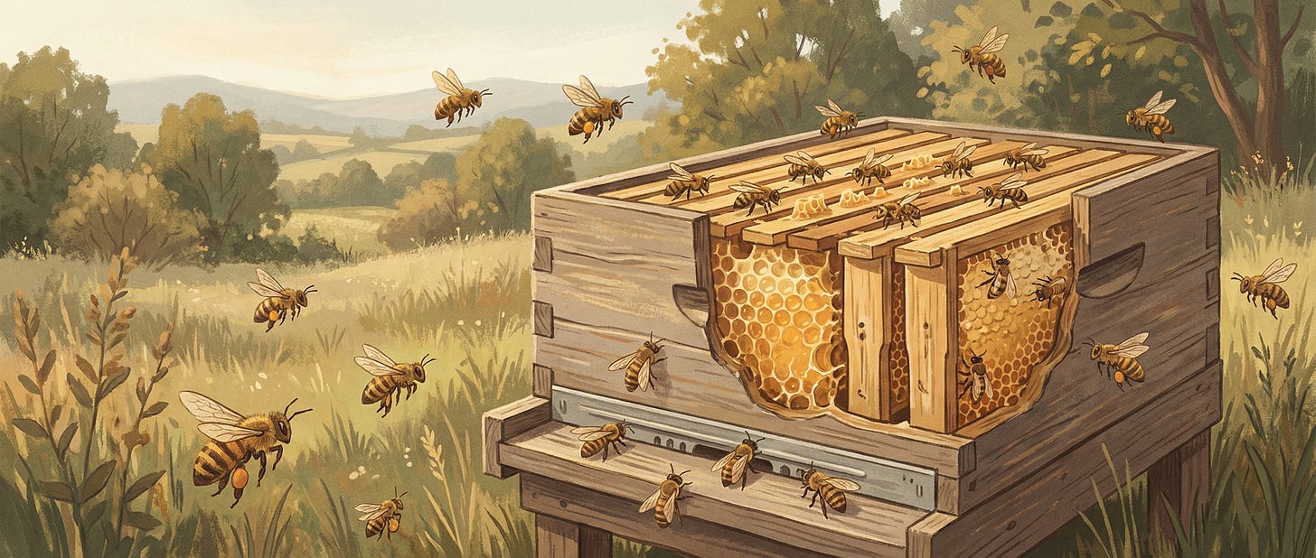 In a field, a working artisanal beehive is shown in cross-section, revealing the honey.