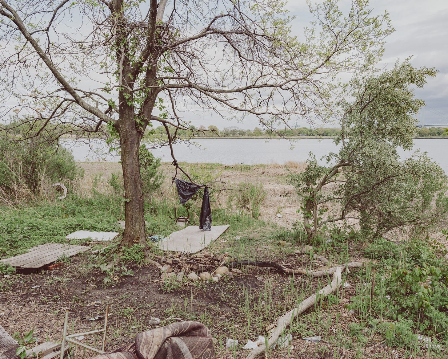 clearing on edge of marsh with tree