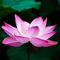 Lotus Learning's avatar