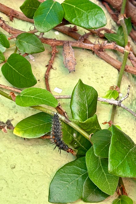 photos of two kids watching a caterpillar crawl, a caterpillar preparing for chrysalis, and cocoons hanging