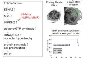 New study shows how the Epstein-Barr virus transforms B cells