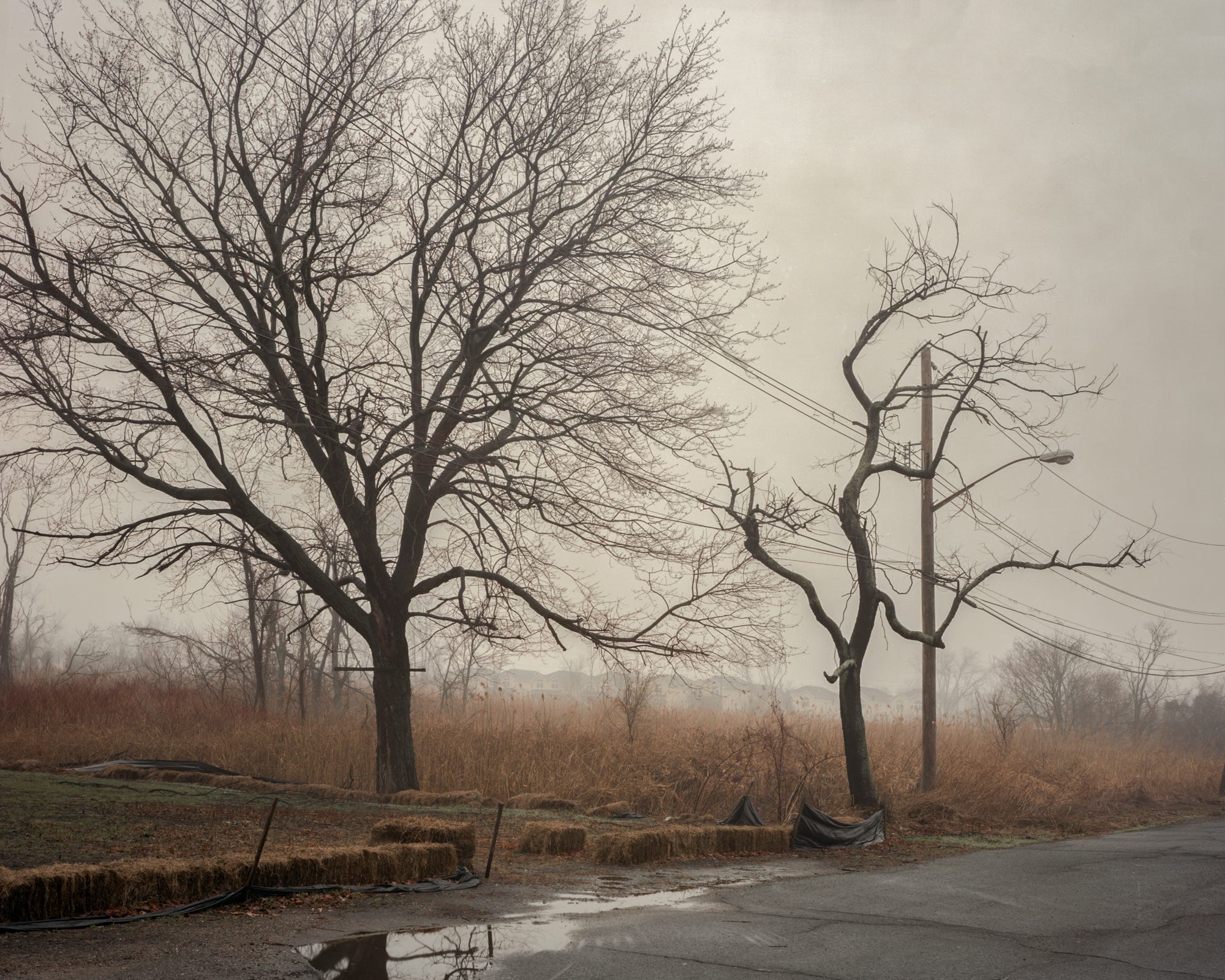 Two-Leafless-Trees-On-Rainy-Street
