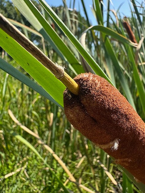 comparisons of common and narrow leaf cattails