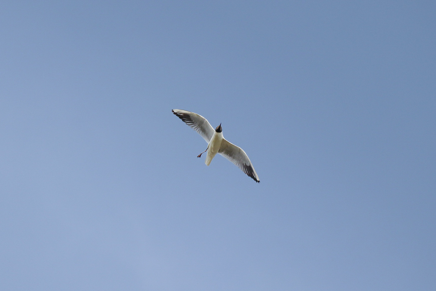 Black-Headed Gull