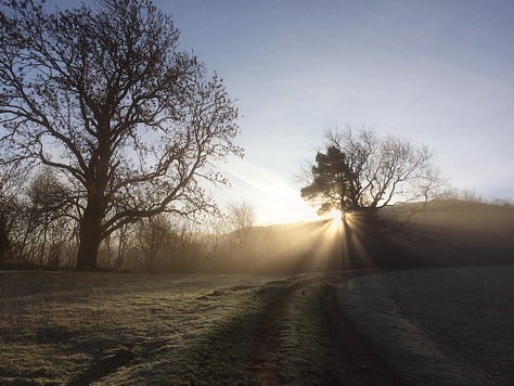 Three photographs from Northumberland, January 2017: a long-haired collie standing in open grassland at Ad Gefrin, the Cheviot Hills rising against a sun-flared sky; a frost-covered lane lined with bare winter oaks, early morning light breaking through the trees in rays; and two border collies running on the wide sands of Bamburgh Beach with the castle on the dunes behind them.
