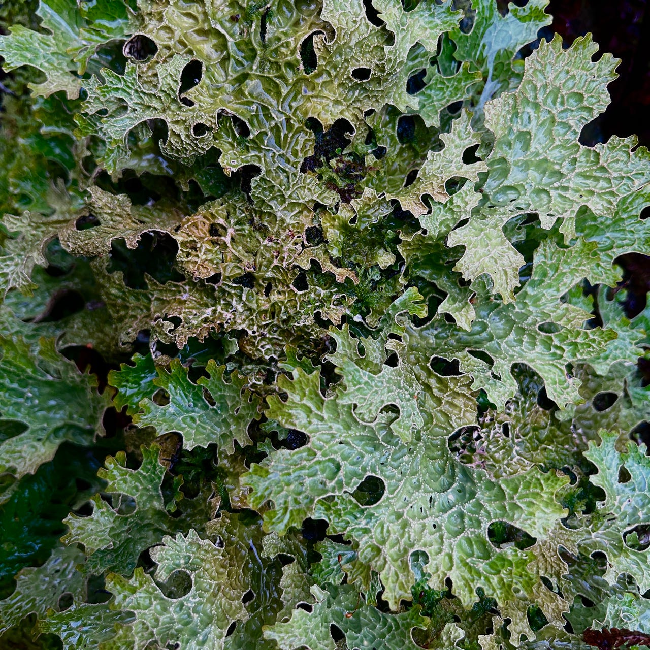 Woodland Wonderings by Sarah Moorcroft photography