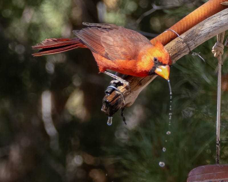 20250430-Chiricahuas-1183-Edit.jpg 20250430-Chiricahuas-1183-Edit.jpg