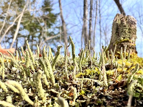 A log covered in moss in a snowy forest with a dog standing in the background