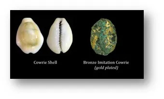 China Cowry Shell Evolution