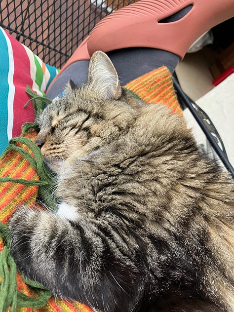 my cat chela on my legs