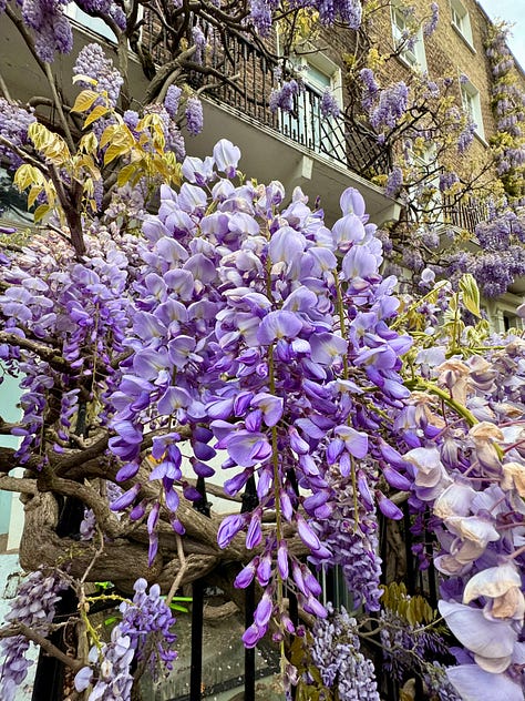 Wisteria in full bloom on buildings in London. Alicia, in her power wheelchair, drives in front of one image with wisteria behind her.