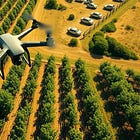 Stop the Spread! How Drones Help Detect and Control Macadamia Felted Coccid