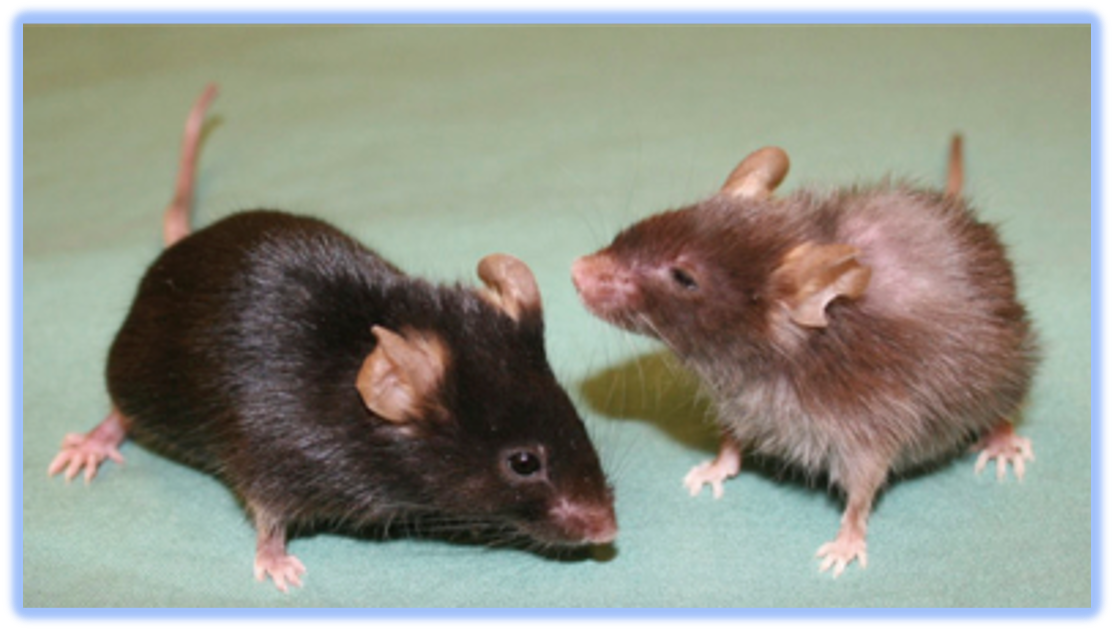 Two mice on a green surface
AI-generated content may be incorrect. Two mice on a green surface
AI-generated content may be incorrect.