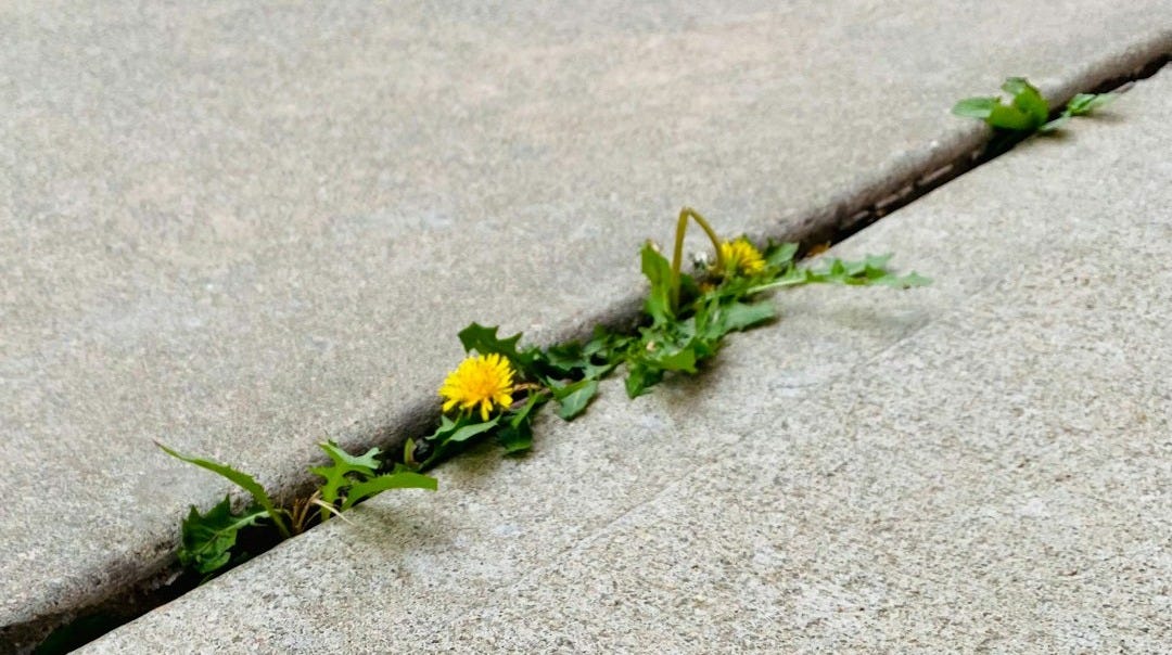 a yellow flower is growing out of a crack in the concrete