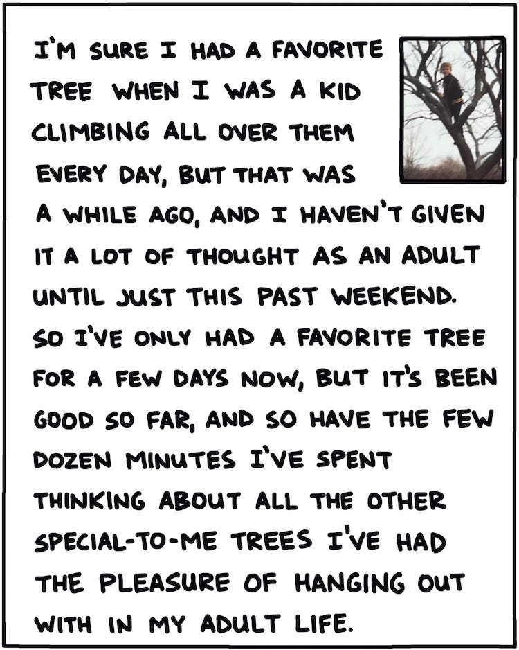 I’m sure I had a favorite tree when I was a kid climbing all over them every day, but that was a while ago, and I haven’t given it a lot of thought as an adult until just this past weekend. So I’ve only had a favorite tree for a few days now, but it’s been good so far, and so have the few dozen minutes I’ve spent thinking about all the other special-to-me trees I’ve had the pleasure of hanging out with in my adult life. 