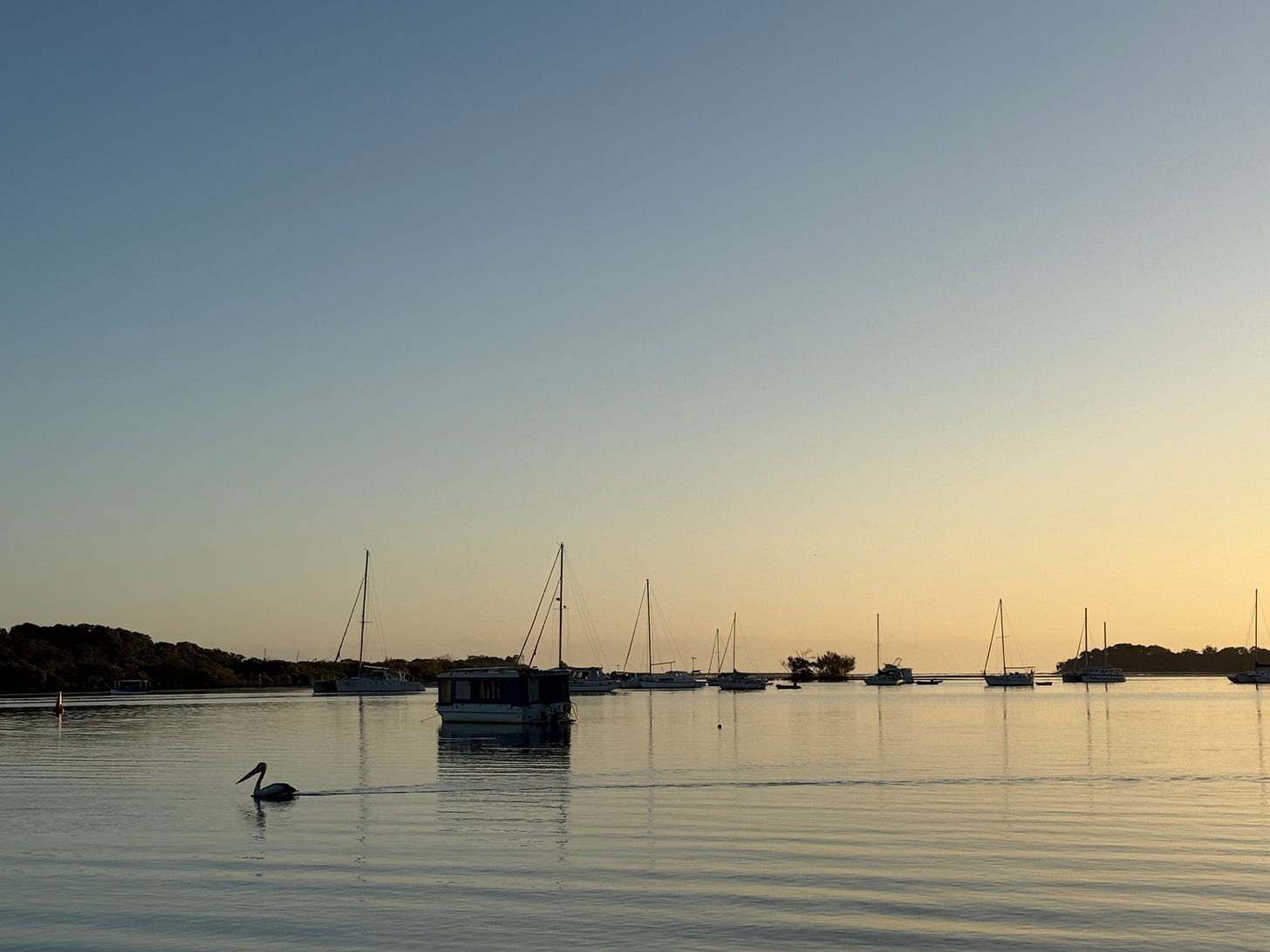 early morning light on the Noosa River, on the Sunshine Coast in Australia. A lone pelican on the water and many boats, a clear sky.