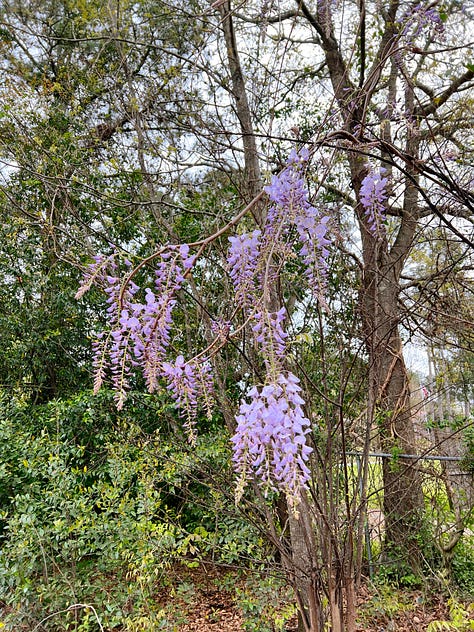 various colorful plants in a garden