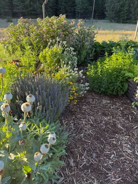 Garden of mint, poppy, milkweed
